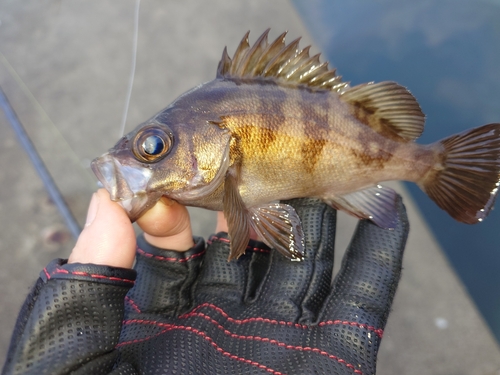 メバルの釣果