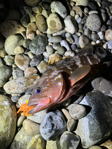 キジハタの釣果