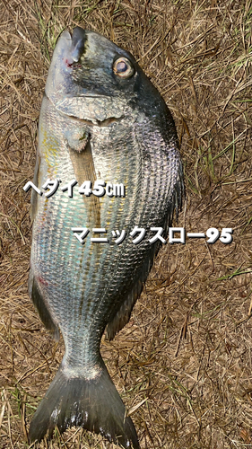 ヘダイの釣果