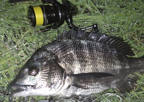 クロダイの釣果