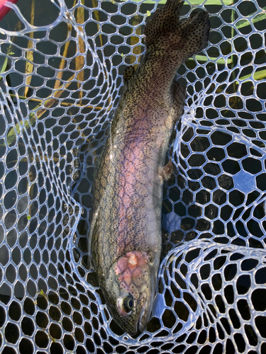 ニジマスの釣果