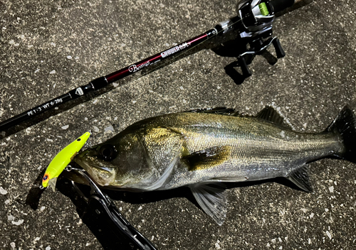 シーバスの釣果