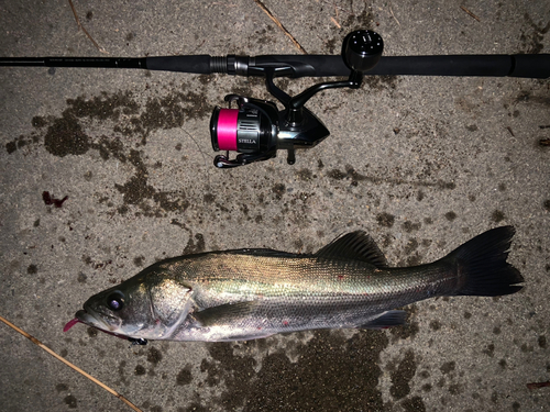 シーバスの釣果