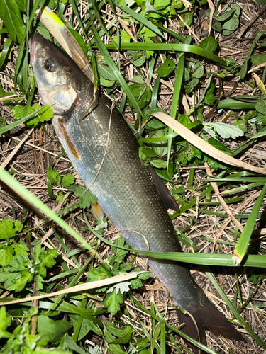 ウグイの釣果