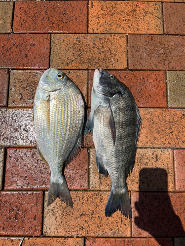 クロダイの釣果