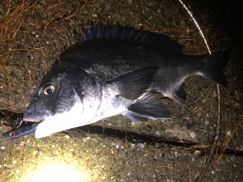 チヌの釣果