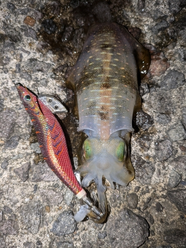 アオリイカの釣果