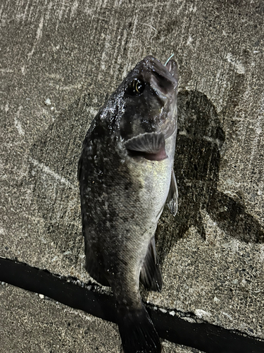 クロソイの釣果