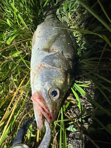 釣果