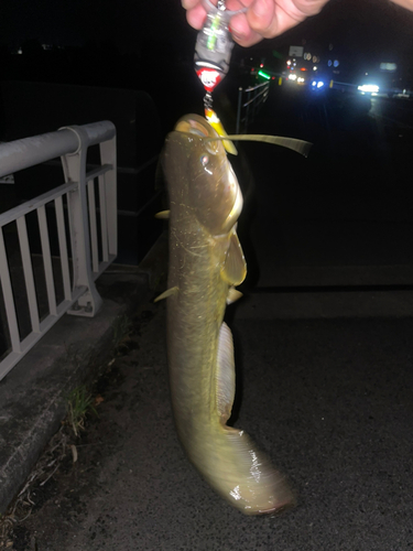 ナマズの釣果