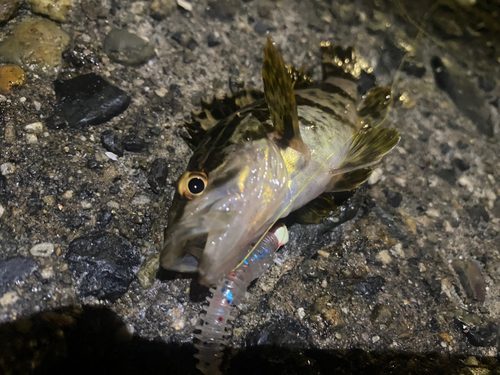 タケノコメバルの釣果