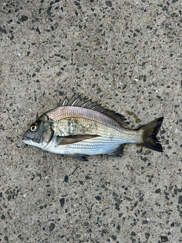 メイタの釣果