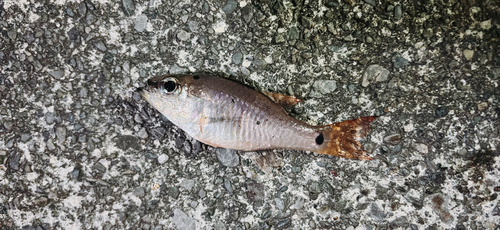 ネンブツダイの釣果