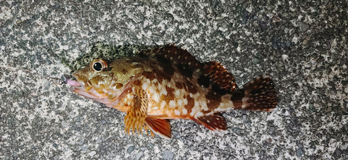 カサゴの釣果