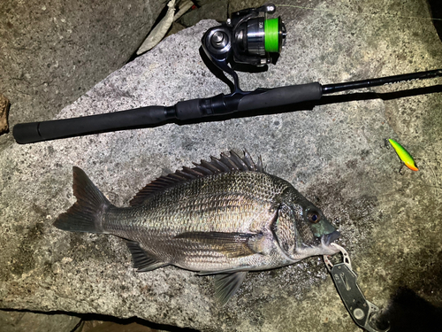 チヌの釣果