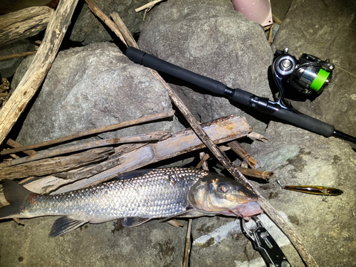 ニゴイの釣果