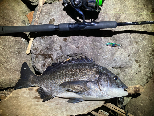 チヌの釣果