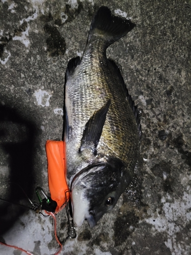 チヌの釣果