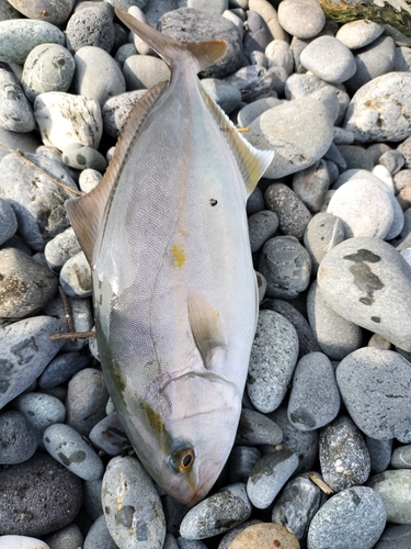 ショゴの釣果