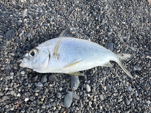 クロサギの釣果