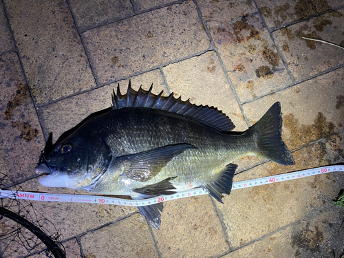 クロダイの釣果