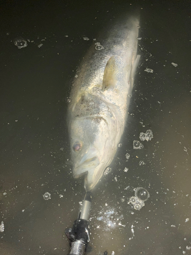 スズキの釣果