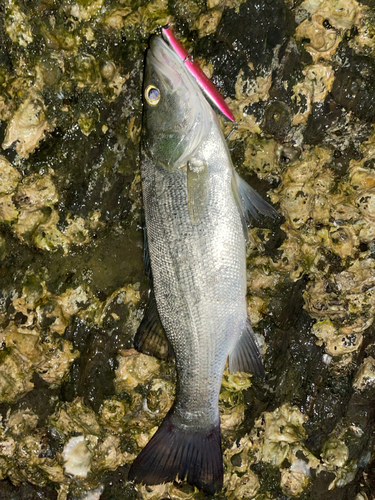 セイゴ（ヒラスズキ）の釣果