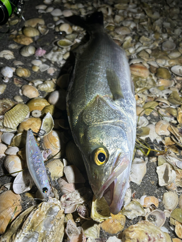 シーバスの釣果