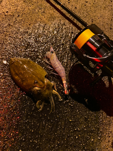 コウイカの釣果