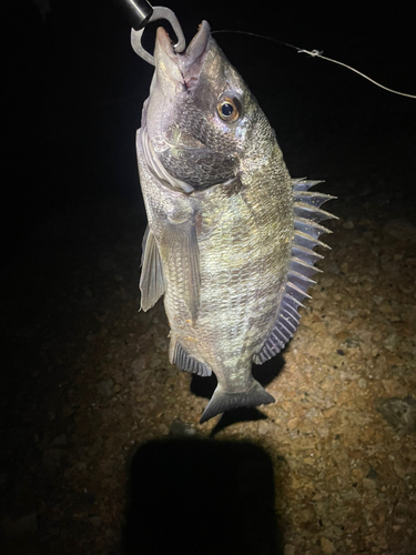 キビレの釣果