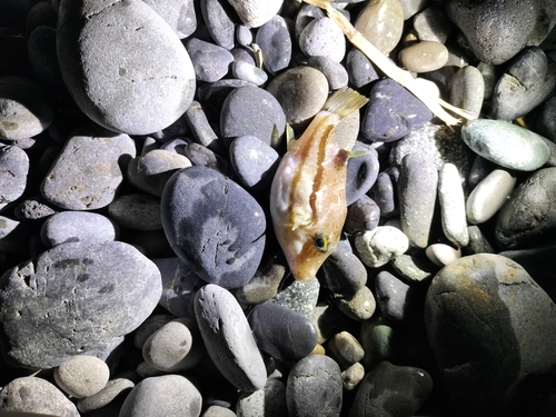 オオモンハタの釣果