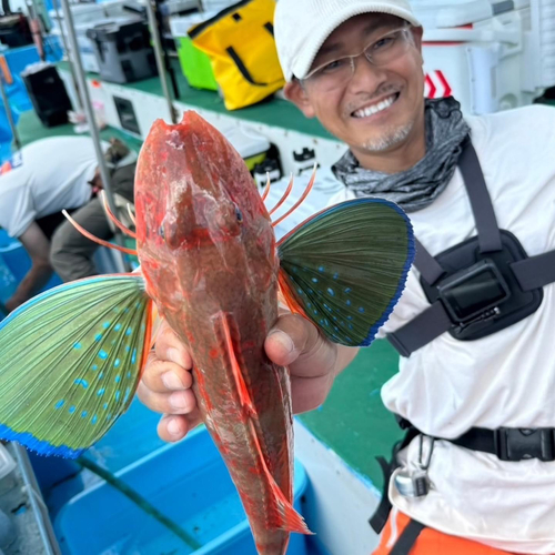 ホウボウの釣果