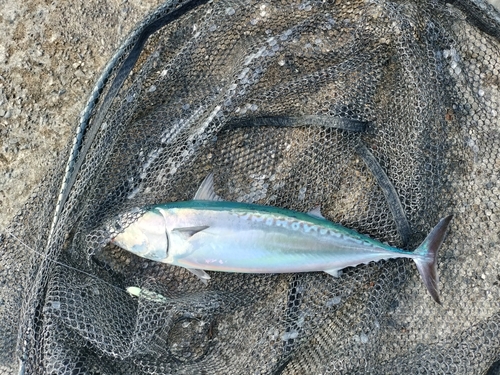 ソウダガツオの釣果