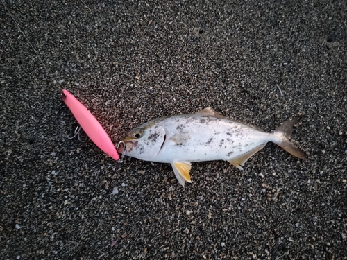 ショゴの釣果