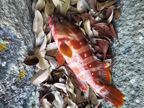 アカハタの釣果