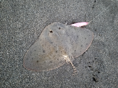 ツバクロエイの釣果