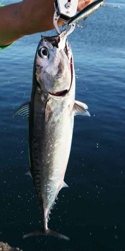 ソウダガツオの釣果