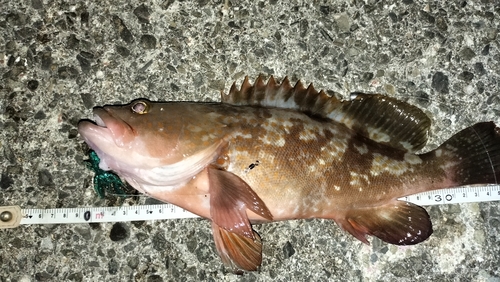 アコウの釣果