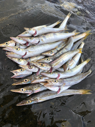 カマスの釣果