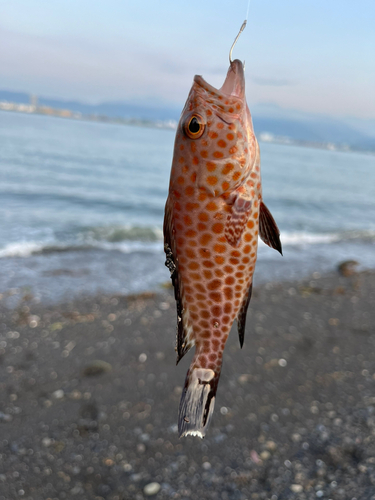 オオモンハタの釣果