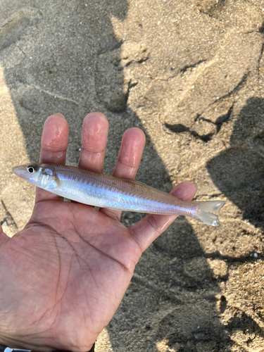 キスの釣果