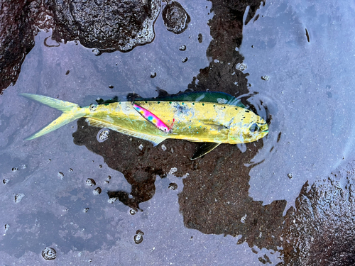 シイラの釣果