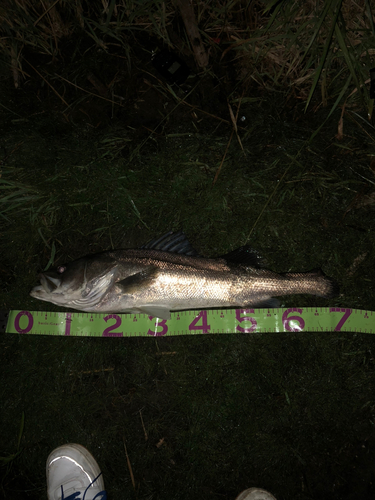 シーバスの釣果