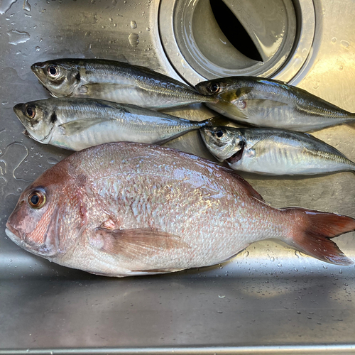 マダイの釣果