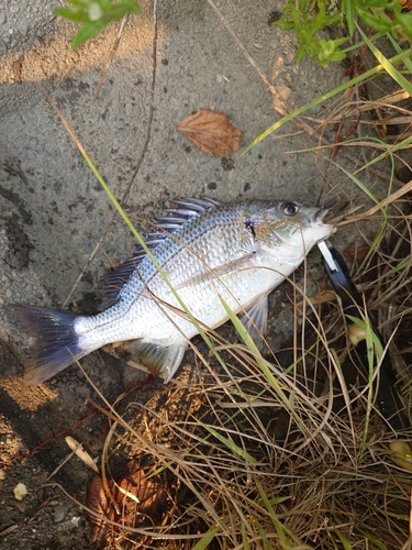 キビレの釣果