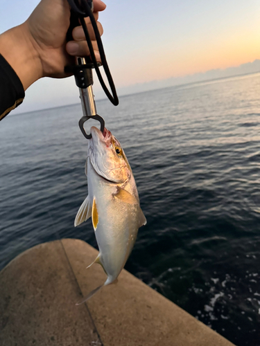 カンパチの釣果