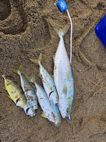 イナダの釣果