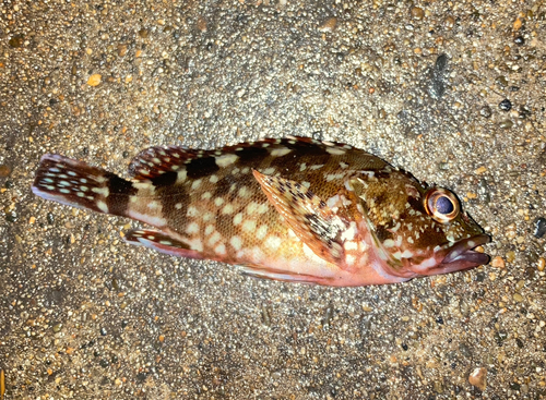 カサゴの釣果