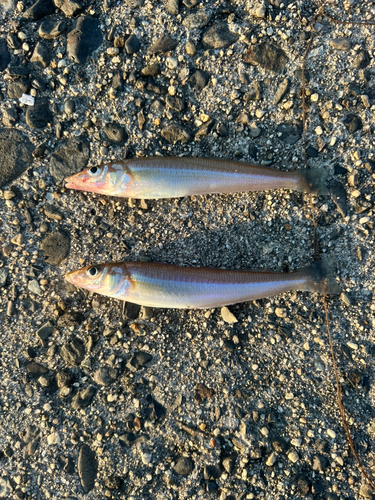 キスの釣果