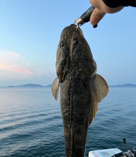 マゴチの釣果